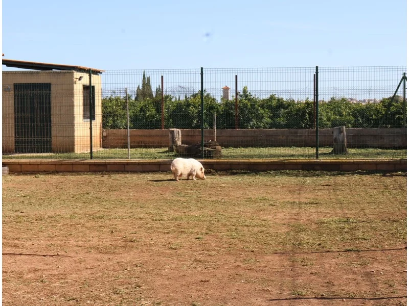 Perceel in Los Pinares – foto 38